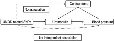 High Level of Uromodulin Increases the Risk of Hypertension: A Mendelian Randomization Study